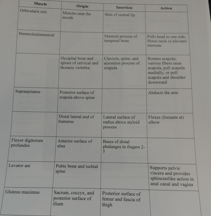 Solved Muscle Origin Insertion Action Orbicularis oris Chegg