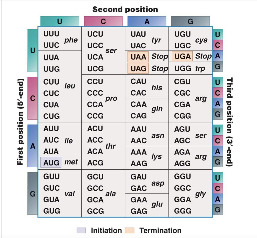 Solved A portion of mRNA attached to a ribosome reads: 5′ | Chegg.com