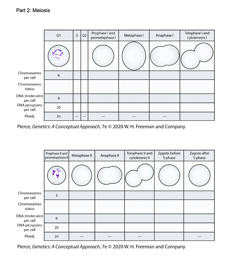 Part 2: Meiosis G1 SG2 Prophase I and prometaphase | Chegg.com