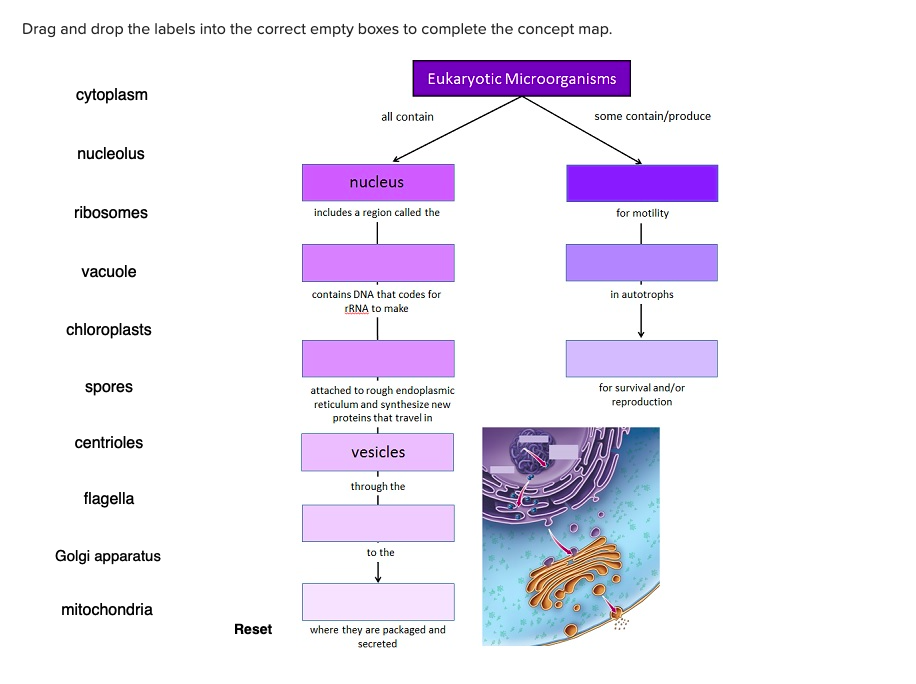 Solved Drag And Drop The Labels Into The Correct Empty Boxes 0912