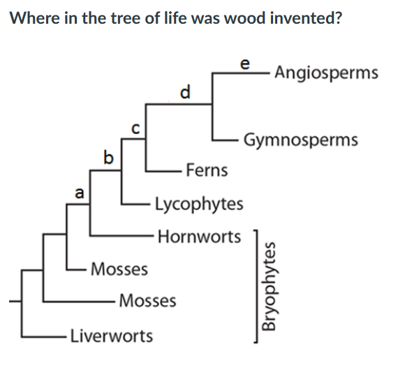 Discover The Secret Life Of Hardwood Lumber Its Tree Origins - qjhazc7