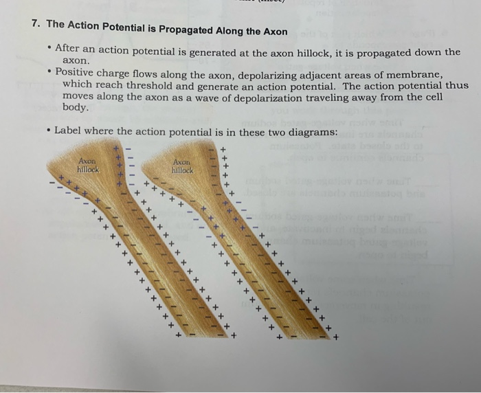 draw a diagram showing how an action potential propagates down an axon