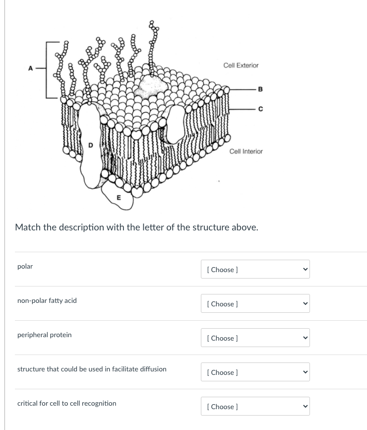 Cell Exterior 00 B Cell Interior E Match The Chegg Com