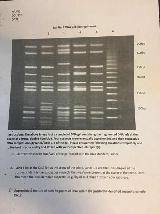 Solved NAME COURSE · DATE Lab No. 2 DNA Gel