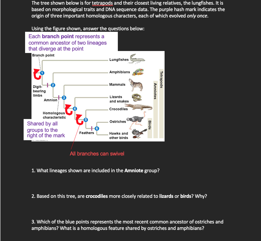 Solved The Tree Shown Below Is For Tetrapods And Their | Chegg.com