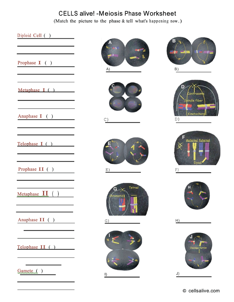 phases-of-meiosis-worksheet-answer-key-bioexcel-190-mitosis-meiosis-key-with-the-worksheet