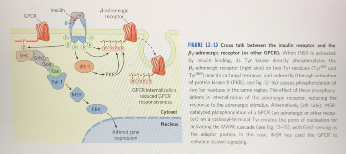 Solved Figure 12 15 Regulation Of Gene Expression By Insulin