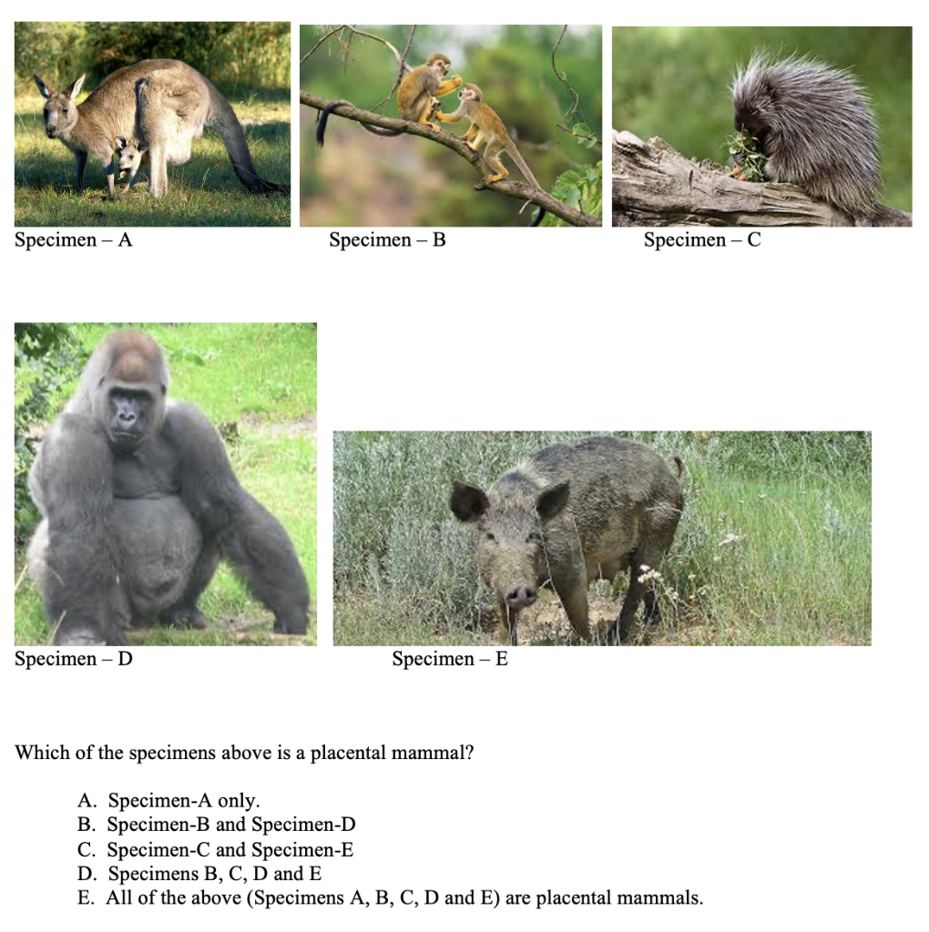 Solved Specimen A Specimen D Specimen E Which of the