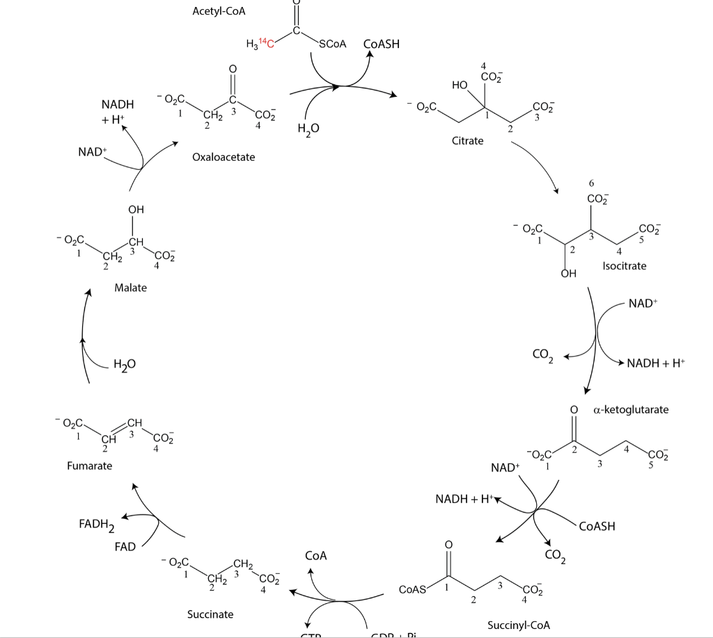 Solved The citric acid cycle is shown. The methyl carbon in | Chegg.com