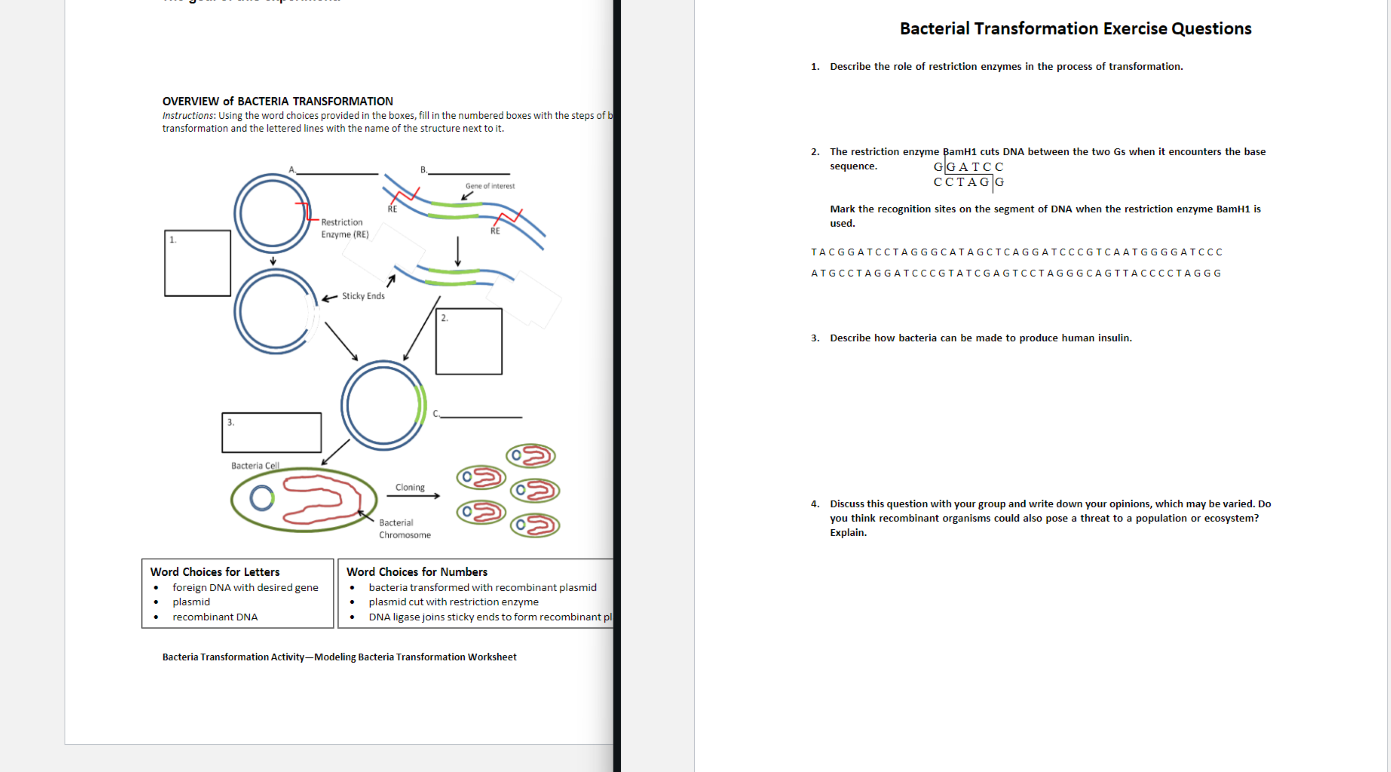 Solved Bacterial Transformation Exercise Questions 1. | Chegg.com