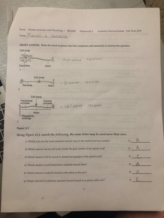 Solved Human Anatomy and Physiology1 BSC2085 Homework 2 Chegg