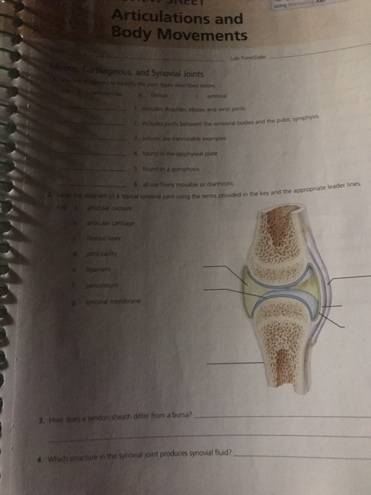 Solved Articulations and Body Movements Lab Time/Date | Chegg.com