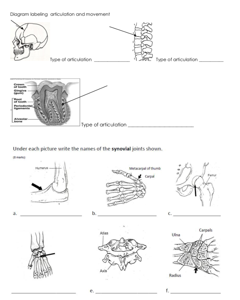 Solved Diagram labeling articulation and movement Type of