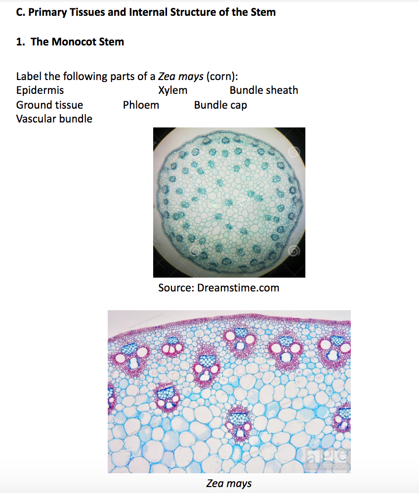 Solved B. The Shoot Tip Label the following parts in the