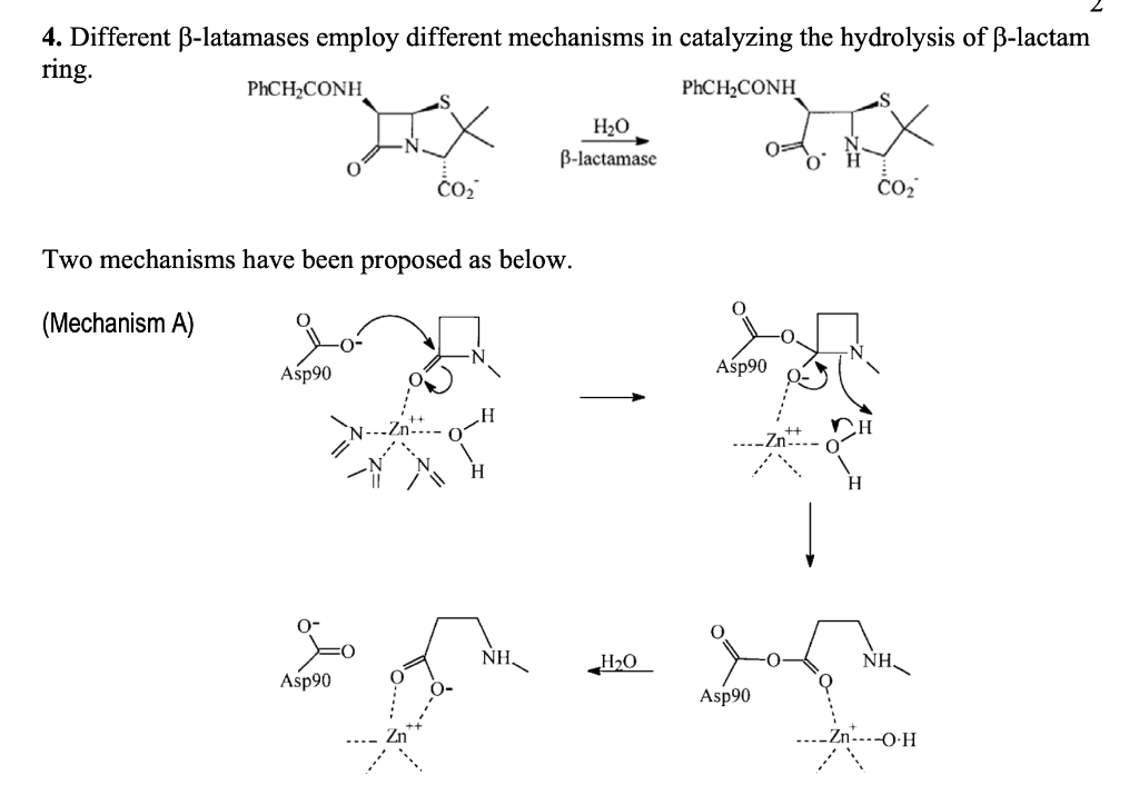 lactam hydrolysis