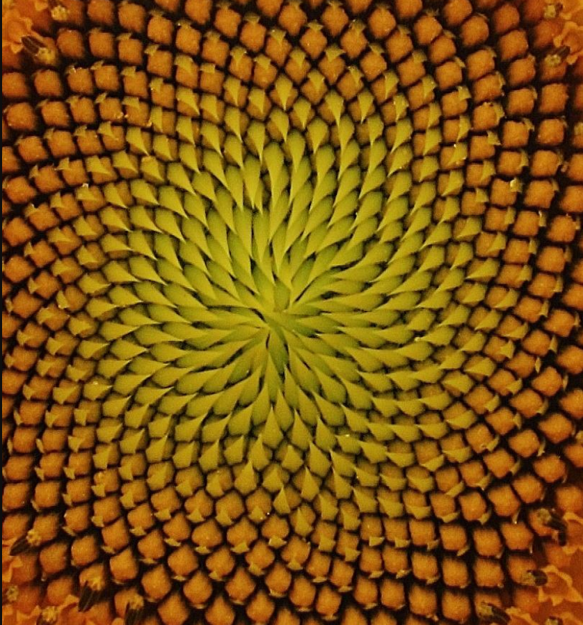 Solved (a) Sunflower Seed Patterns: One can find interesting | Chegg.com