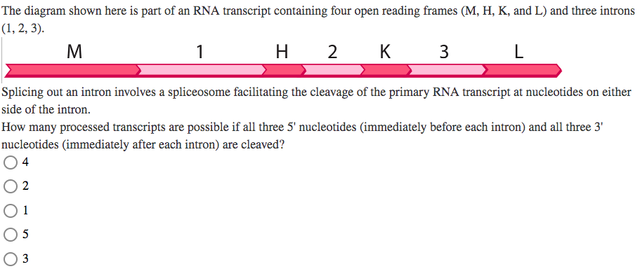 Solved The diagram shown here is part of an RNA transcript | Chegg.com