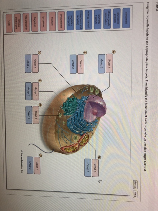 Solved t below it | Chegg.com