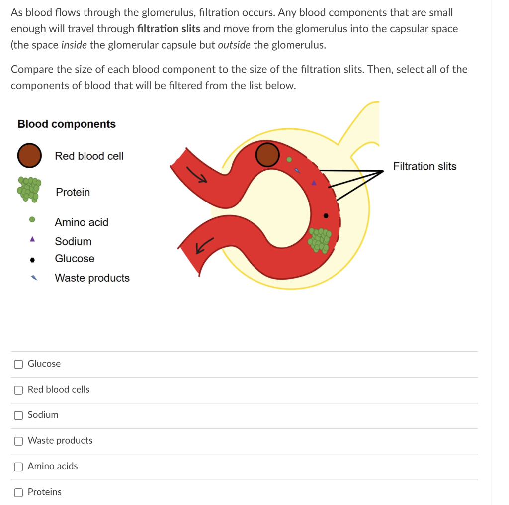 Solved As blood flows through the glomerulus, filtration | Chegg.com