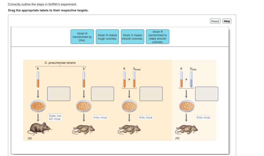 griffith experiment arbeitsblatt