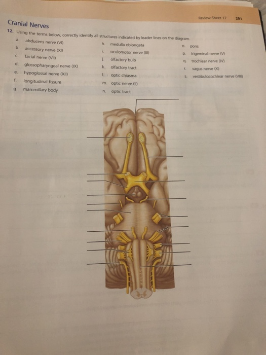 Solved Review Sheet 17 291 Cranial Nerves 12 Using The Chegg