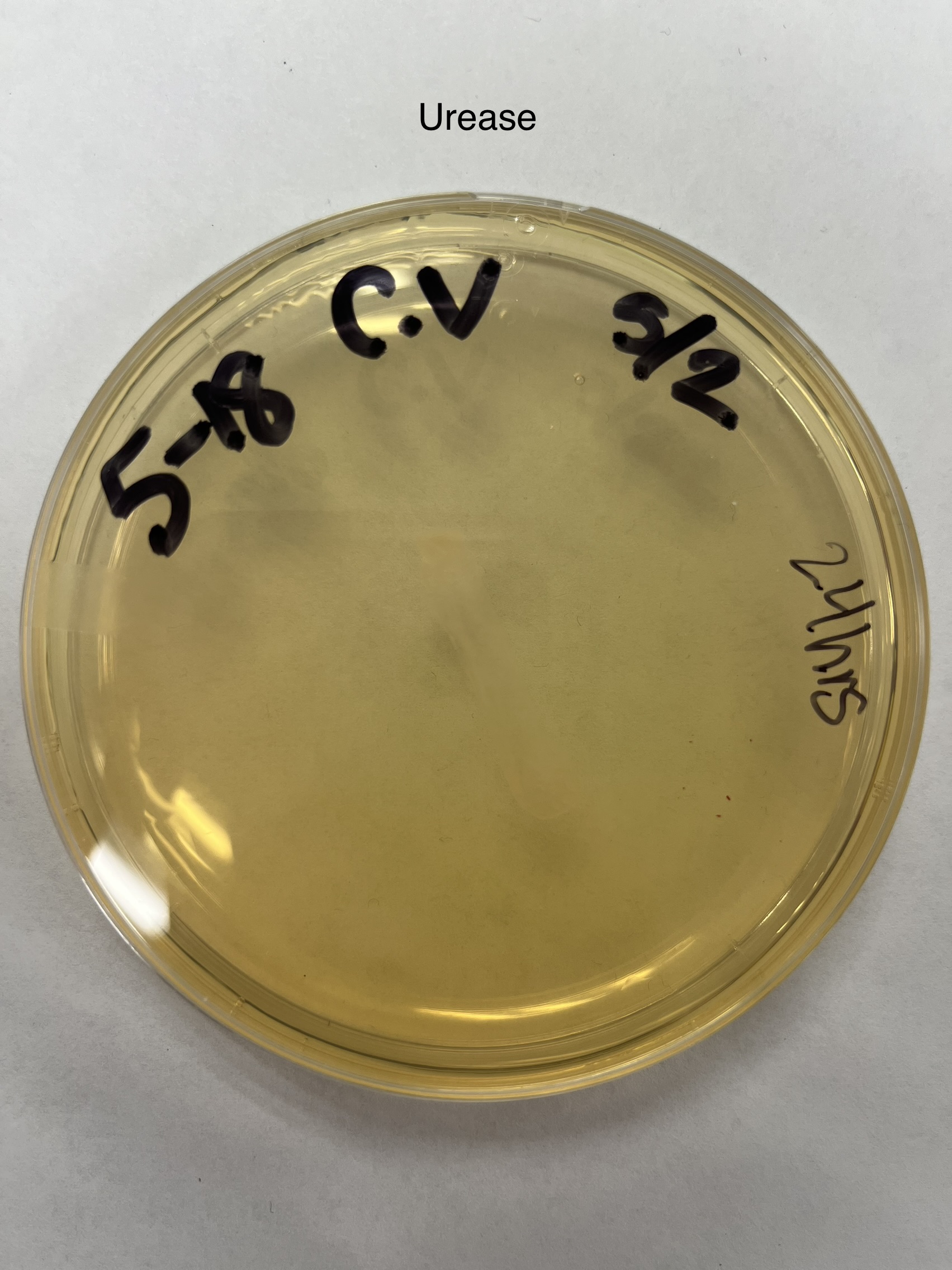 Solved QUESTION: WHAT IS THE UNKNOWN BACTERIA BASED ON THESE | Chegg.com
