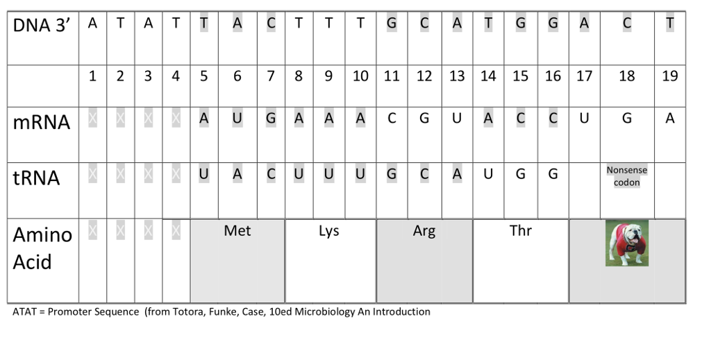 Solved The following is code for a strand of DNA. Complete | Chegg.com