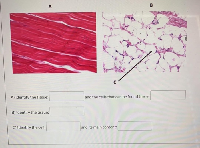 Solved А B с A) Identify the tissue: and the cells that can | Chegg.com