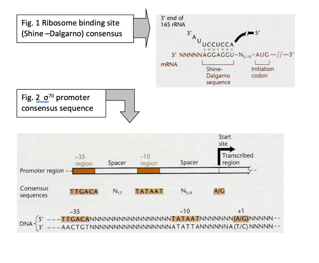 Solved 1. The Various Restriction Endonucleases Recognize | Chegg.com