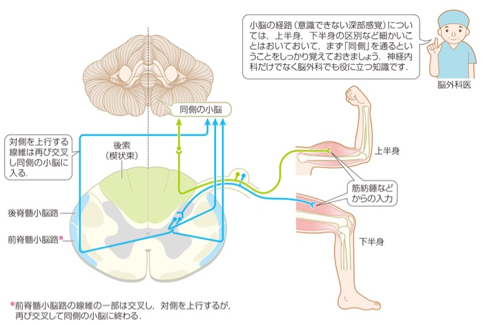 神経 Flashcards Chegg Com