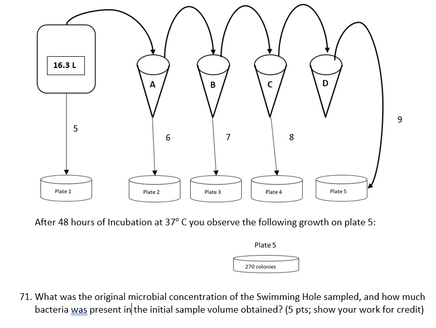 Solved 16.3 L 7 After 48 hours of Incubation at 37° C you | Chegg.com