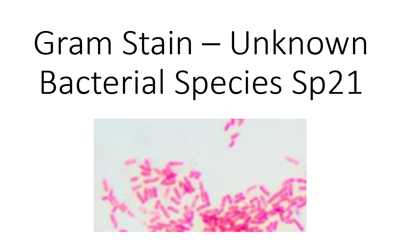 Solved Attached is an image showing a Gram stain of your | Chegg.com