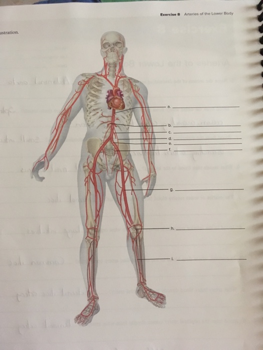 Solved Arteries Of The Lower Body Exercise B Ustration S Chegg Com