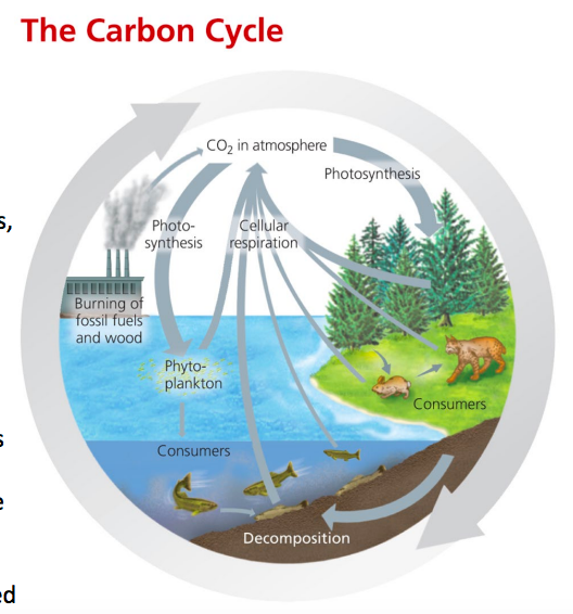 Solved 1. burning of fossil fuels releases carbon dioxide 