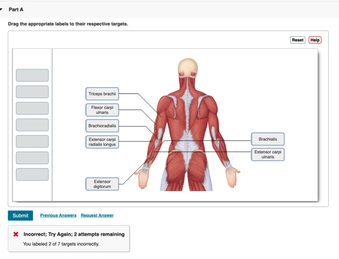 Solved Part A Drag the appropriate labels to their