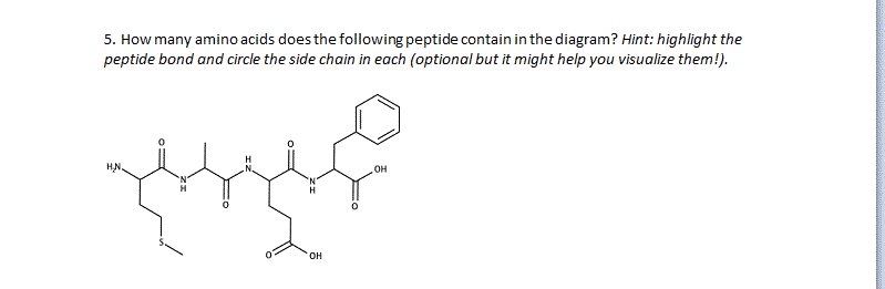 Solved 5. How many amino acids does the following peptide | Chegg.com