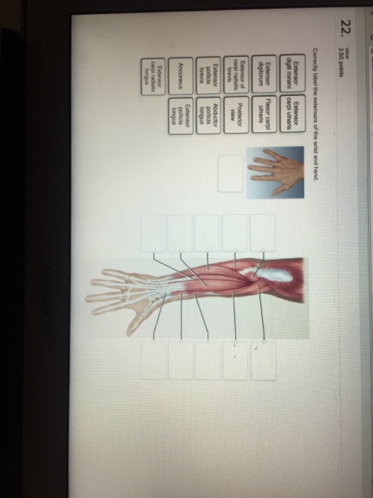 Solved Correctly label the extensors of the wrist and hand. | Chegg.com