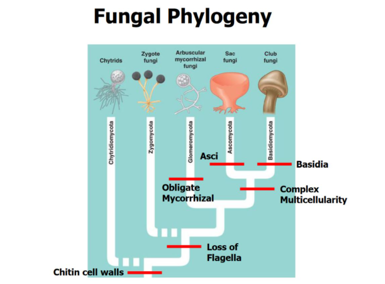 Solved Fungal Phylogeny Zygote Club Chytrids fungi | Chegg.com