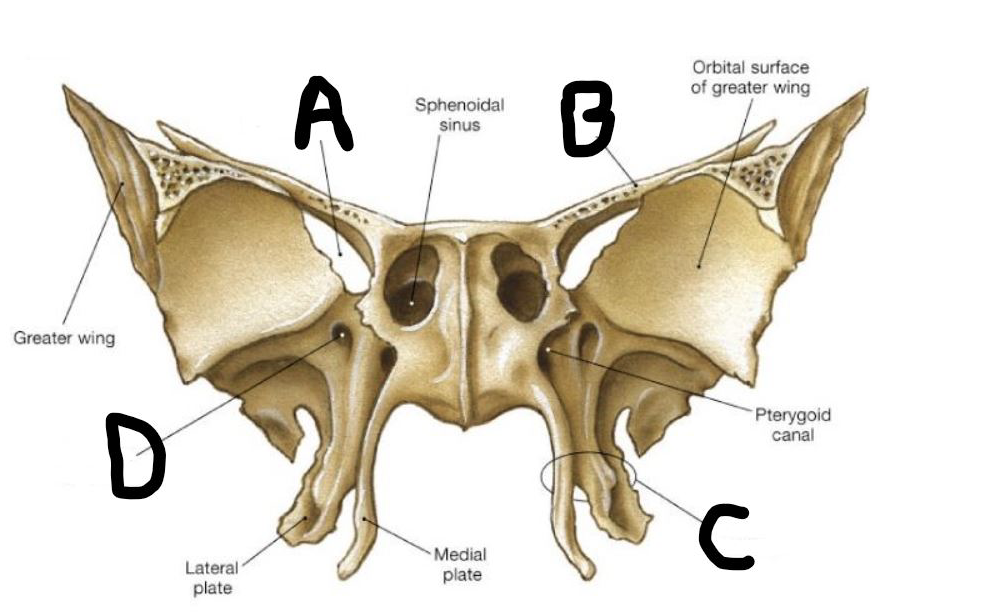 Solved Which of the following muscles BOTH elevates the | Chegg.com