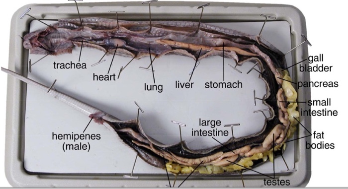 Male Snake Anatomy