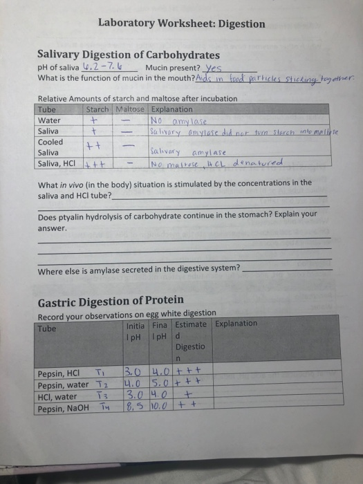 Solved Laboratory Worksheet Digestion Salivary Digestion of