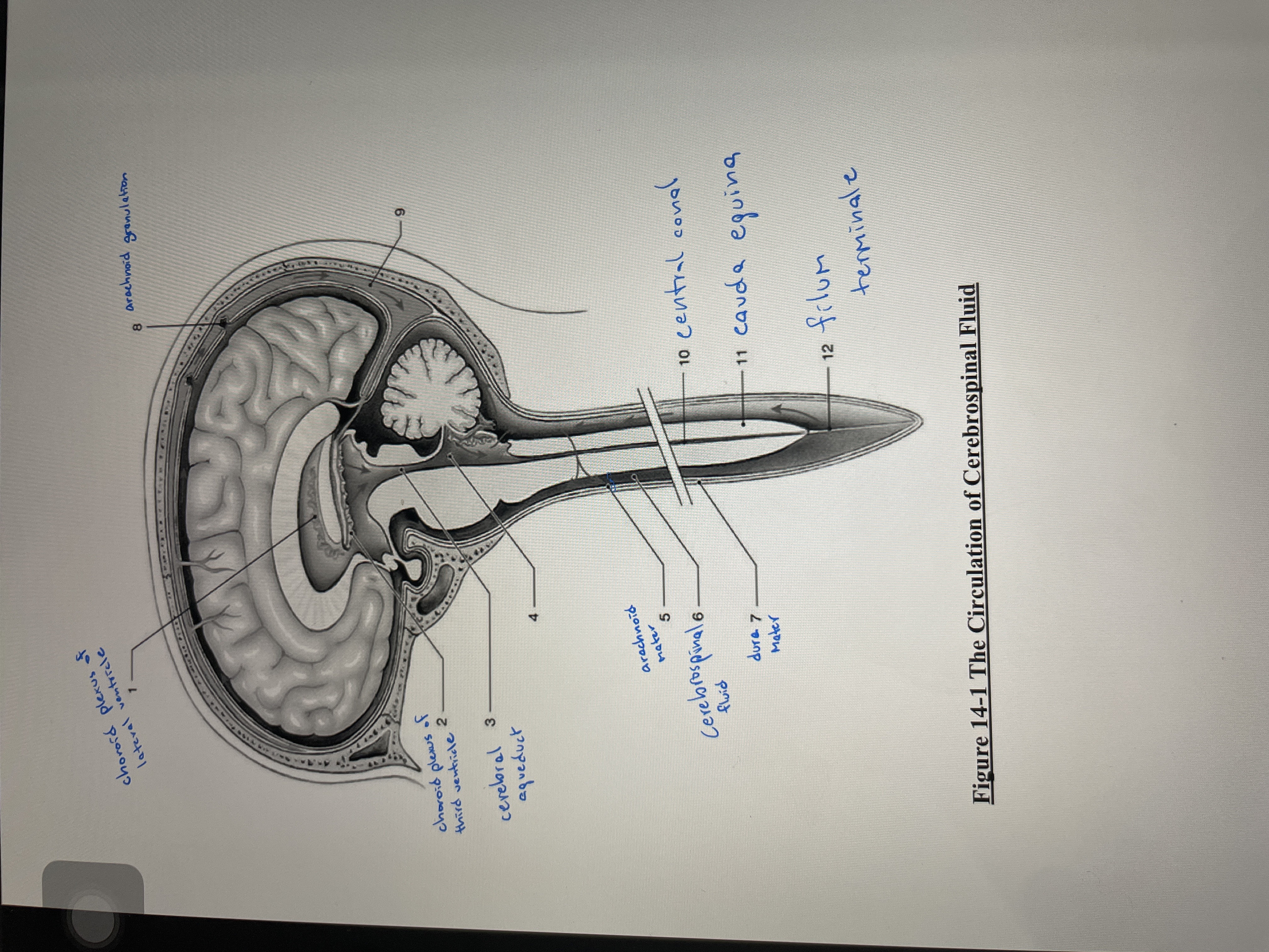 Solved Figure 14-1 ﻿the circulation of cerebrospinal fluid | Chegg.com