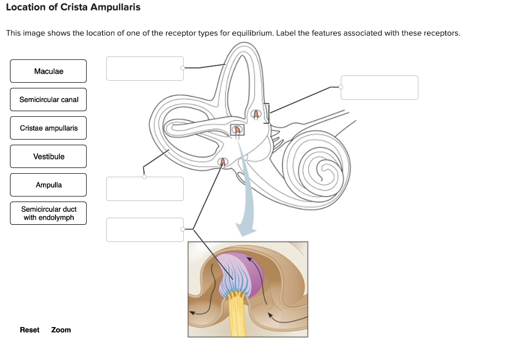 solved-this-image-shows-the-location-of-one-of-the-receptor-chegg