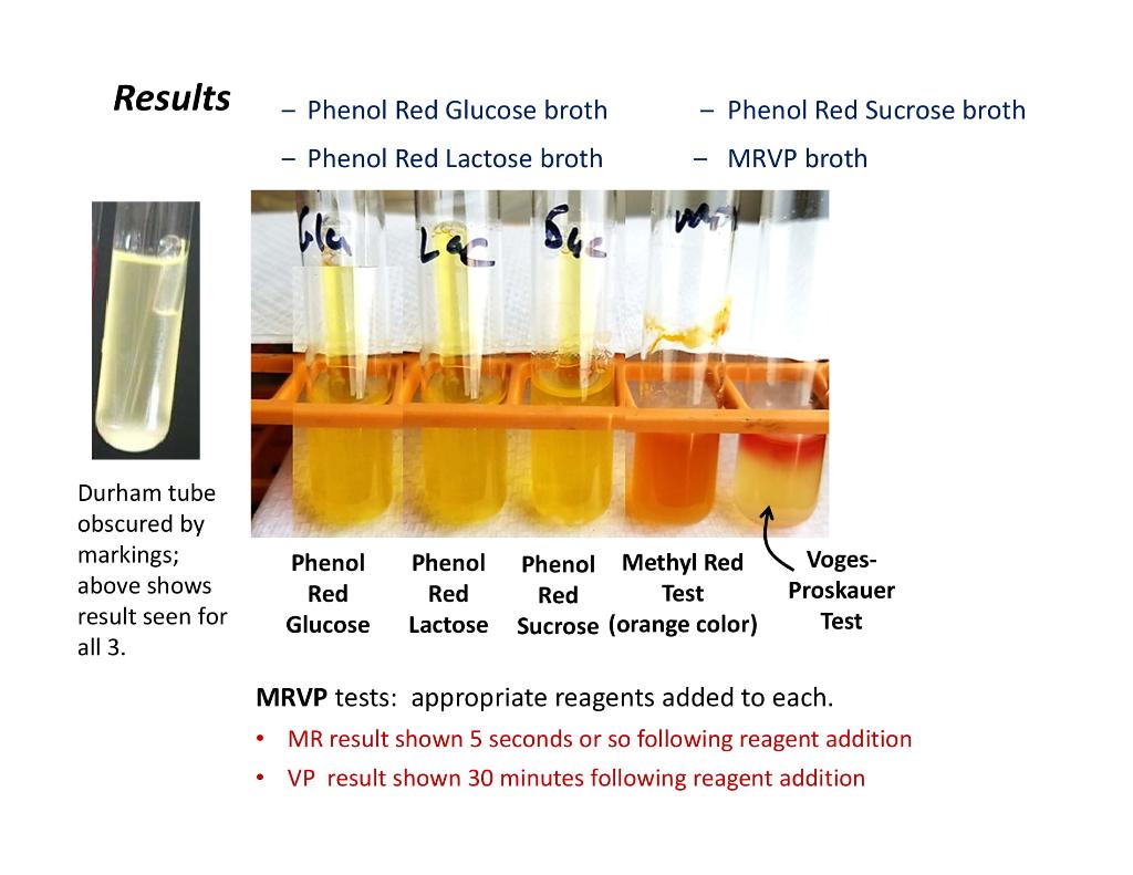 Solved E. Unknown Procedure Stage 4 (25 points total)
