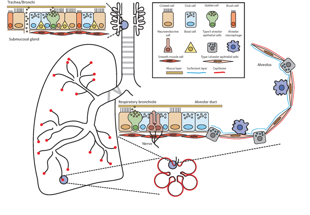 Anatomy of the airways. Throughout the airways, the | Chegg.com