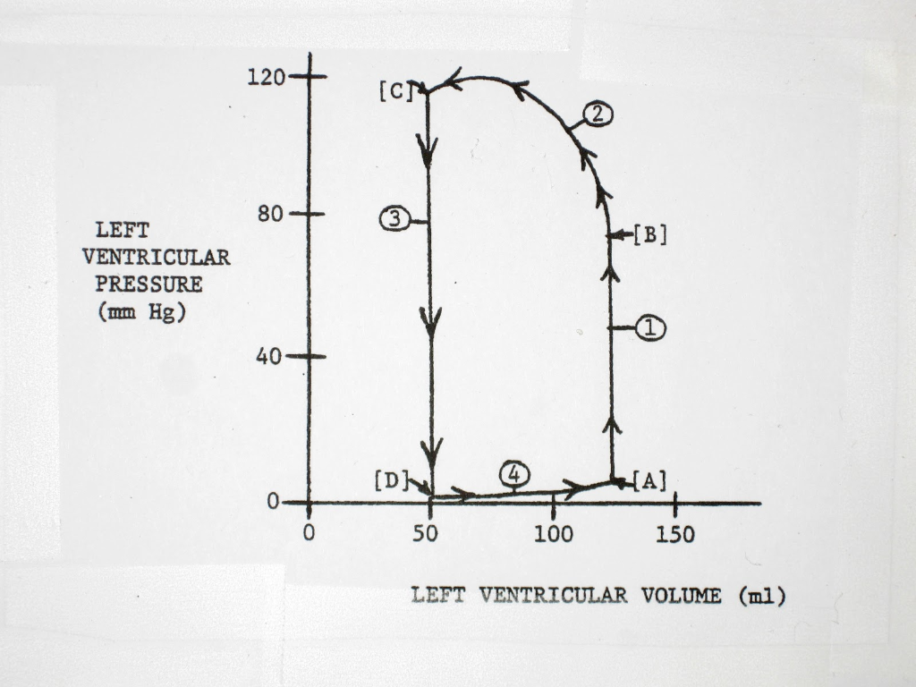 Solved WHAT PHASE OF THE CARDIAC CYCLE IS (2) ? A. | Chegg.com