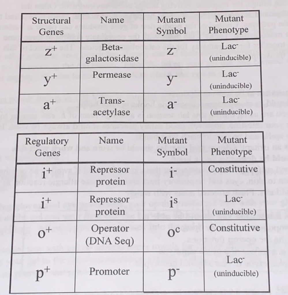 Solved Name Structural Genes Mutant Symbol Mutant Phenoty Chegg Com