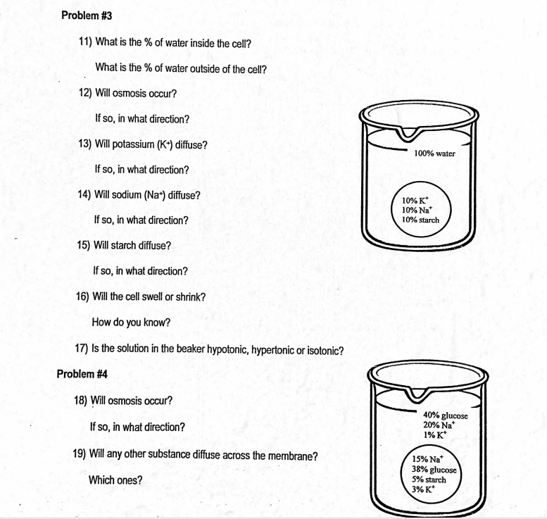 Solved Diffusion and Osmosis DIRECTIONS Answer each