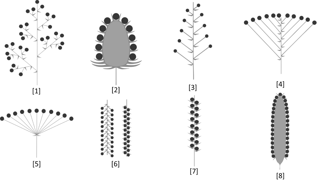 Solved Identify the following types of inflorescence by