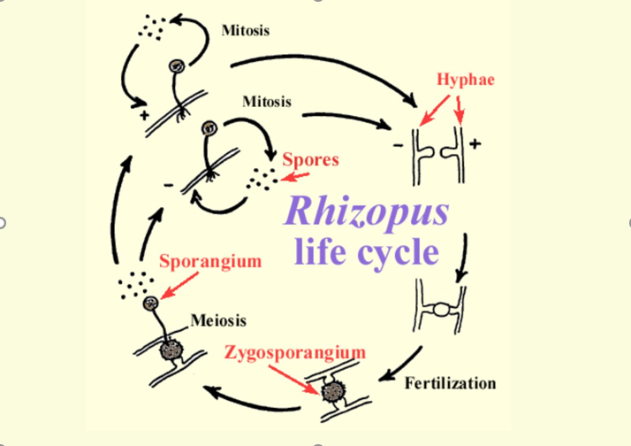where does meiosis occur in the rhizopus life cycle